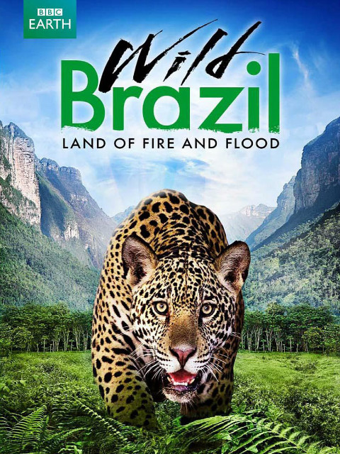 野性巴西封面图