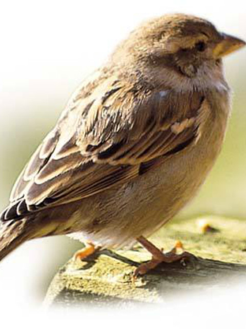 星球上的麻雀封面图