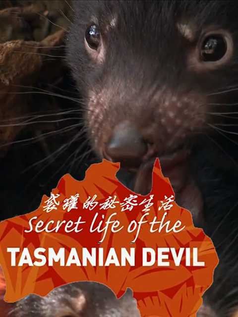 袋獾的秘密生活封面图