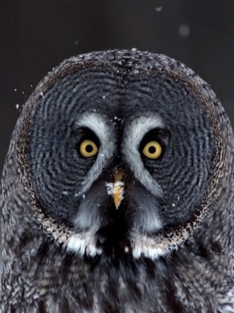 自然世界：揭秘猫头鹰封面图