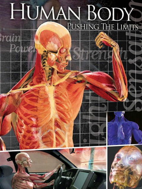 透视人体极限封面图