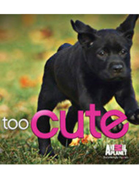 萌宠成长记 第三季封面图