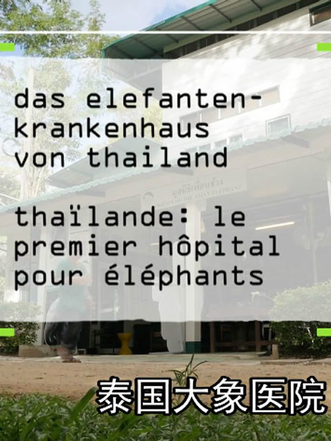 泰国大象医院封面图