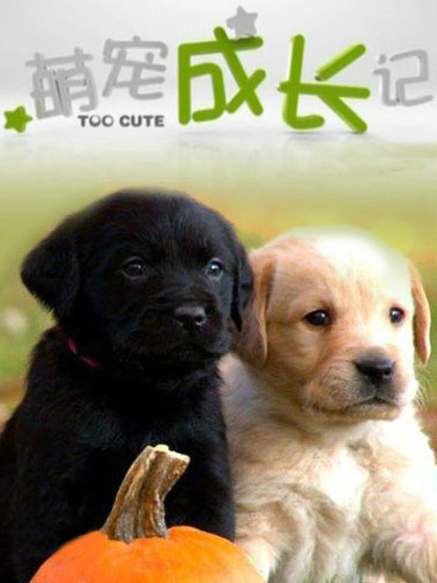 萌宠成长记 特辑版封面图