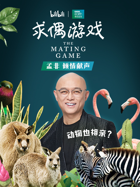 求偶游戏 (孟非配音版)封面图