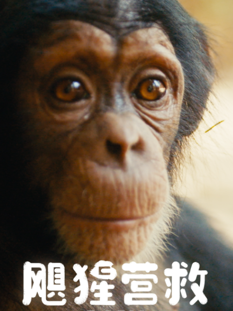 飓猩营救封面图