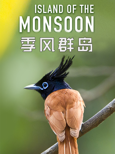 季风群岛封面图