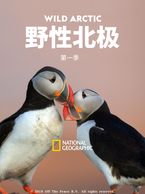 野性北极 第一季封面图