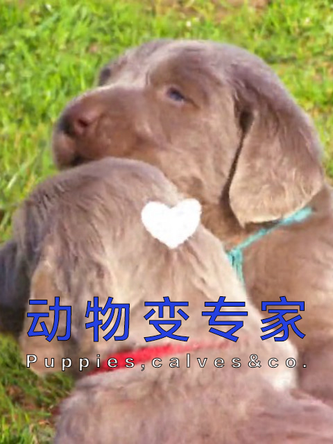 动物变专家封面图