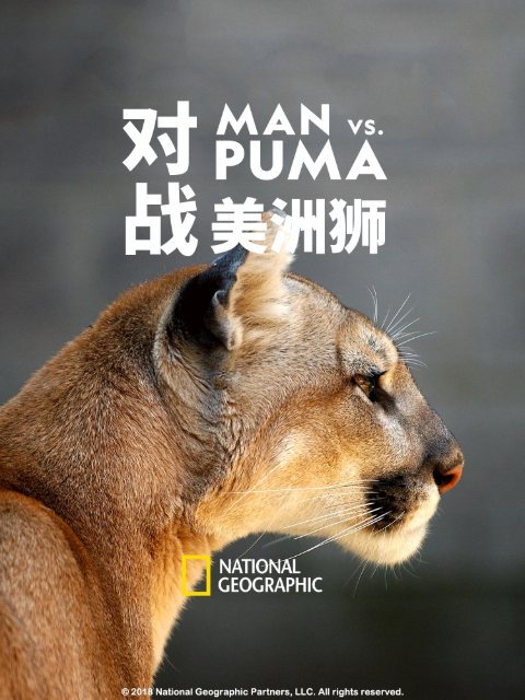 对战美洲狮封面图