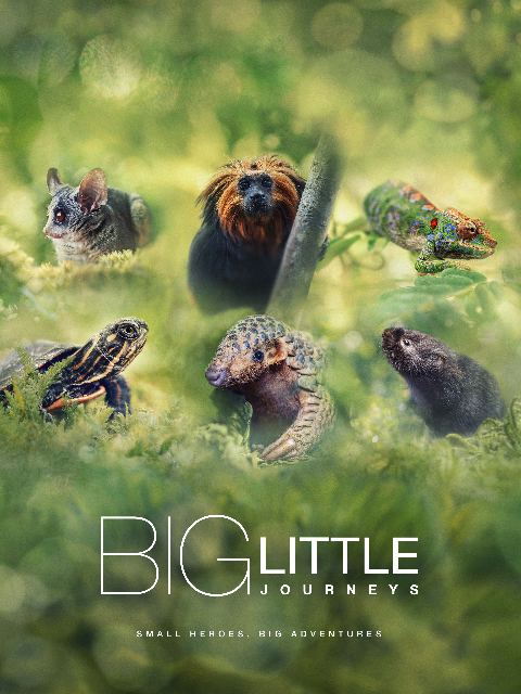 小动物 大旅行封面图