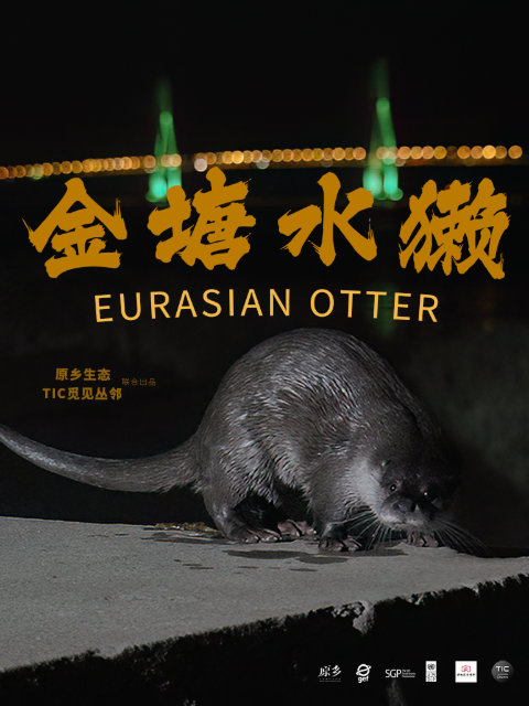 金塘水獭封面图