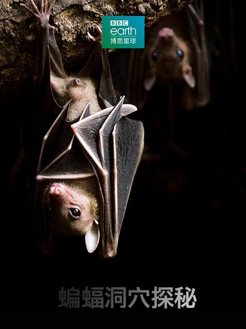 蝙蝠洞穴探秘封面图