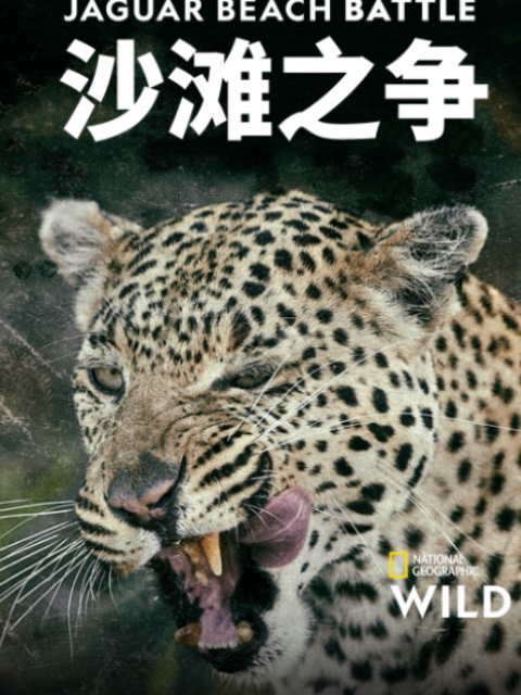 沙滩之争封面图