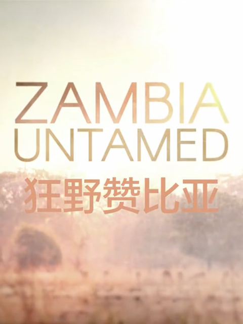 狂野赞比亚封面图
