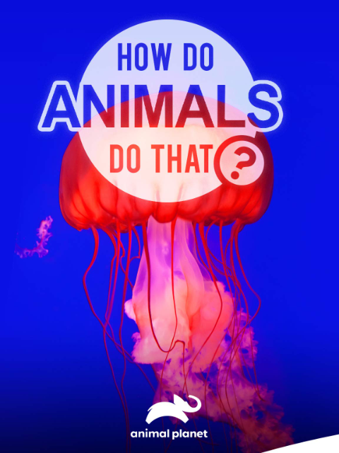 动物奇门功夫封面图