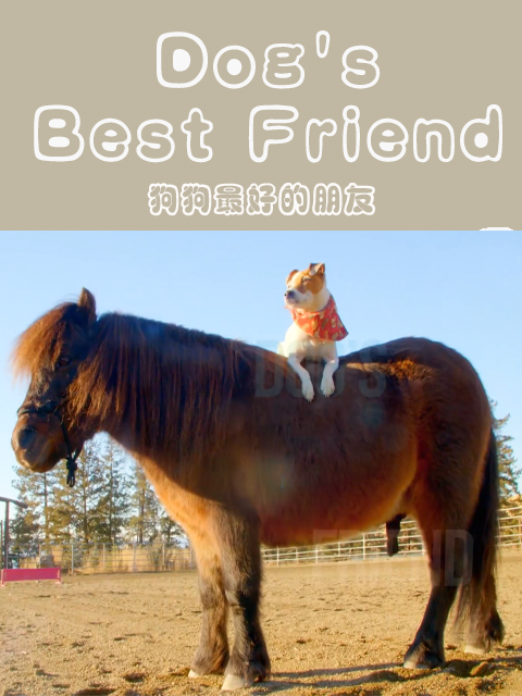 狗狗最好的朋友封面图