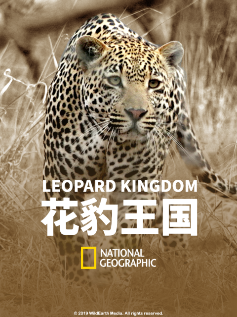 花豹王国封面图