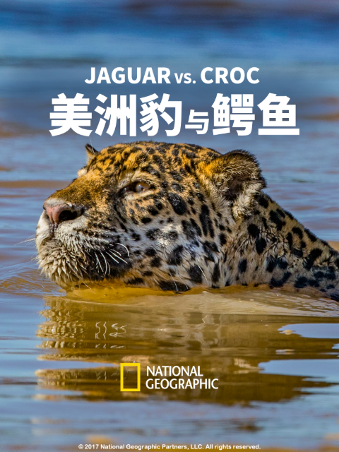 美洲豹与鳄鱼封面图