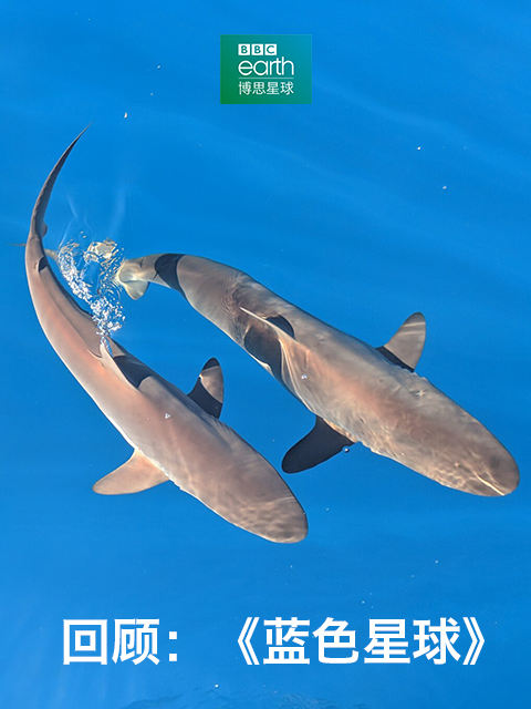 回顾：《蓝色星球》封面图