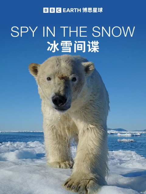 冰雪间谍封面图