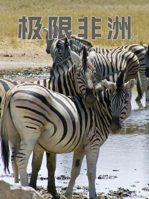 极限非洲封面图