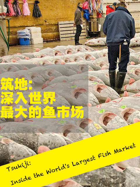 筑地 深入世界上最大的鱼市场封面图