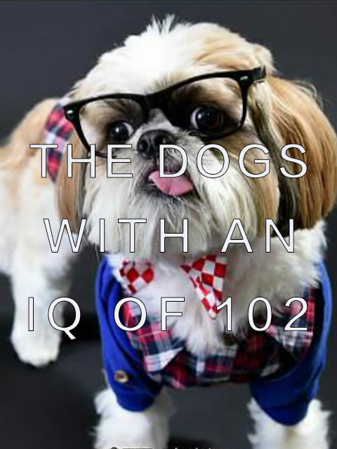智商102的狗狗封面图