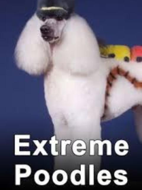 非凡贵宾犬封面图