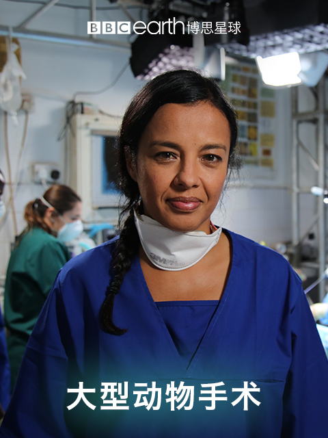 大型动物手术封面图