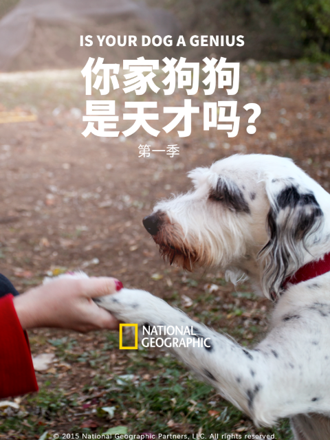 你家狗狗是天才吗？ 第一季封面图