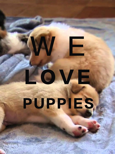 狗宝人人爱封面图