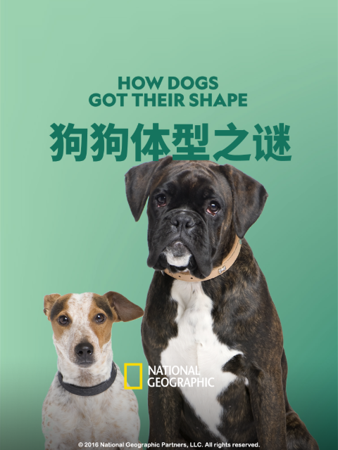 狗狗体型之谜封面图