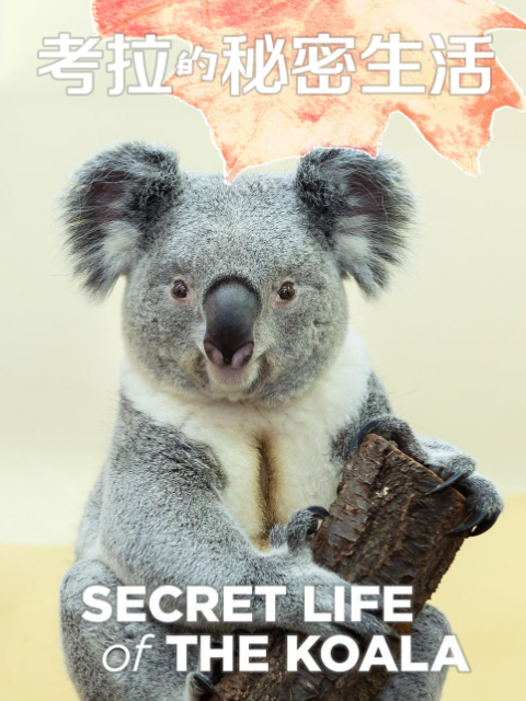 考拉的秘密生活封面图