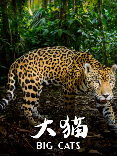 大猫封面图