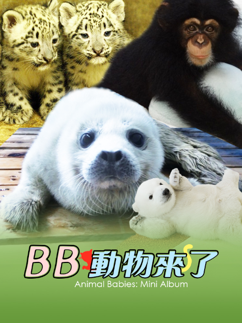 动物宝宝 迷你特辑封面图