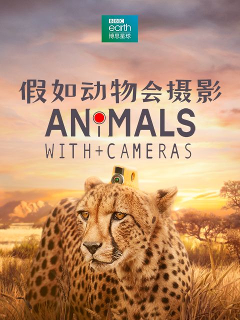 假如动物会摄影封面图