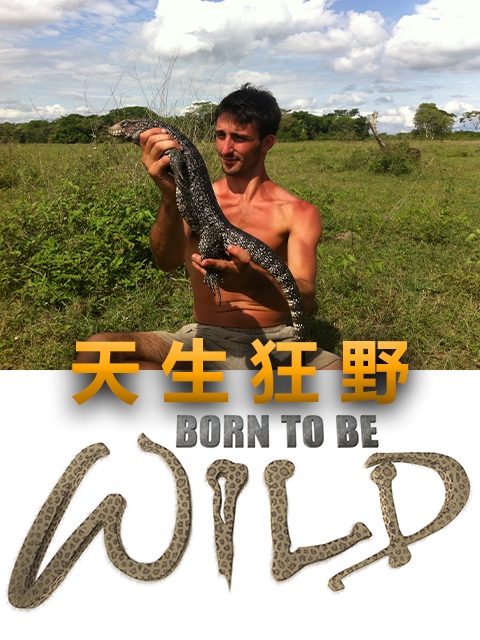 天生狂野封面图