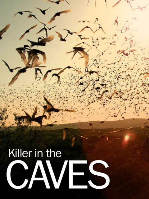 穴中杀手封面图