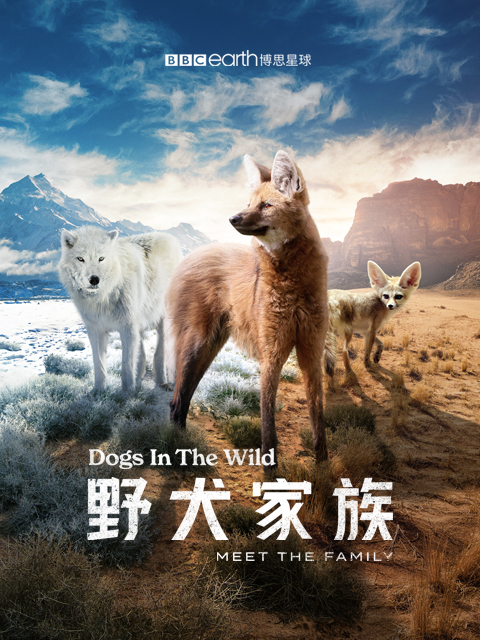 野犬家族封面图