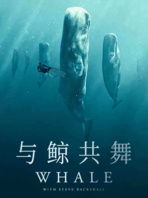 与鲸共舞封面图