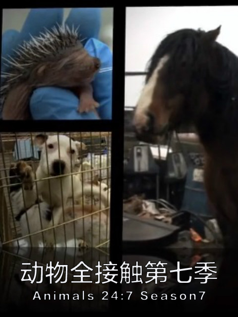 动物全接触 第7季封面图