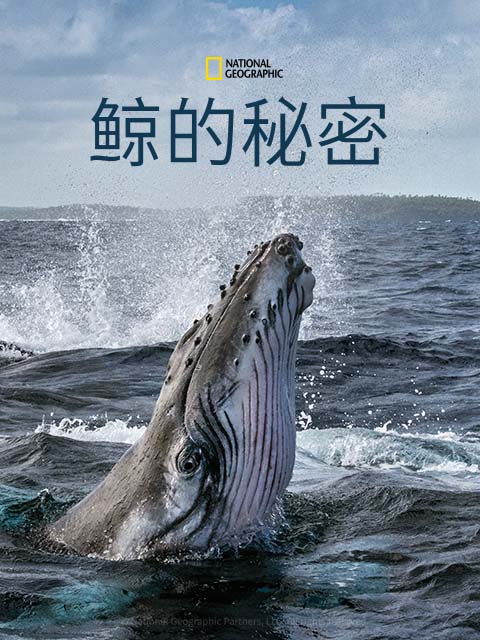 鲸的秘密（中配版）封面图
