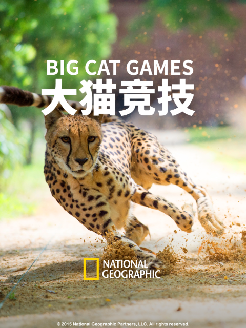 大猫竞技封面图