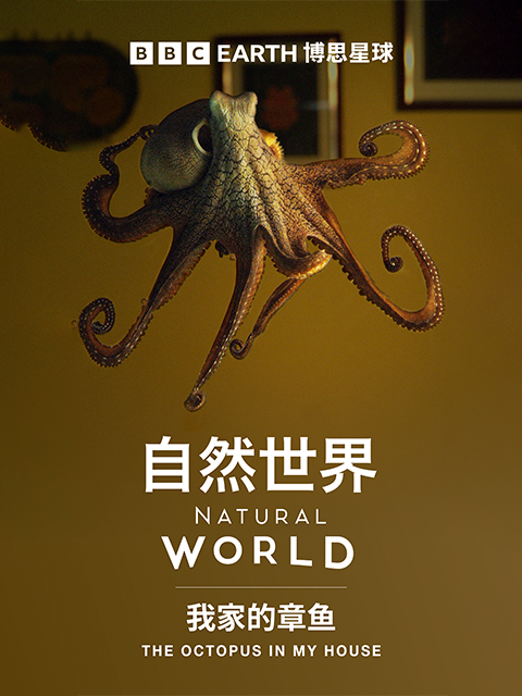 我家的章鱼封面图