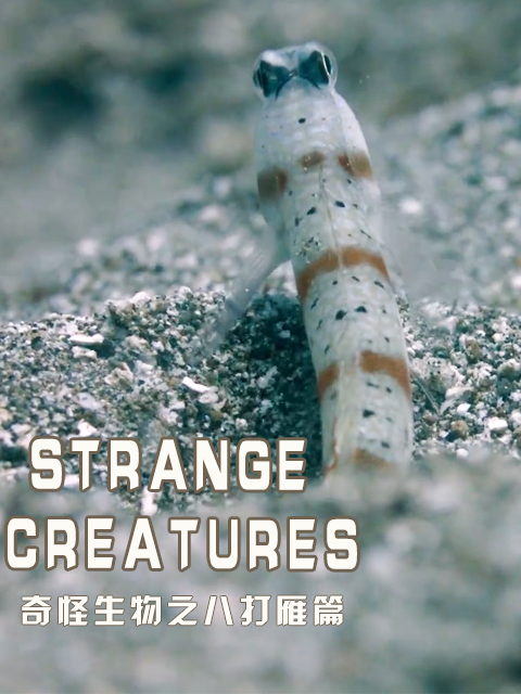 奇怪生物之八打雁篇封面图