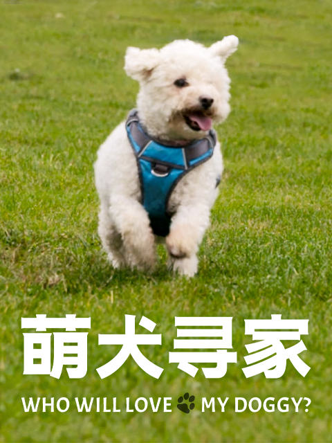 萌犬寻家封面图