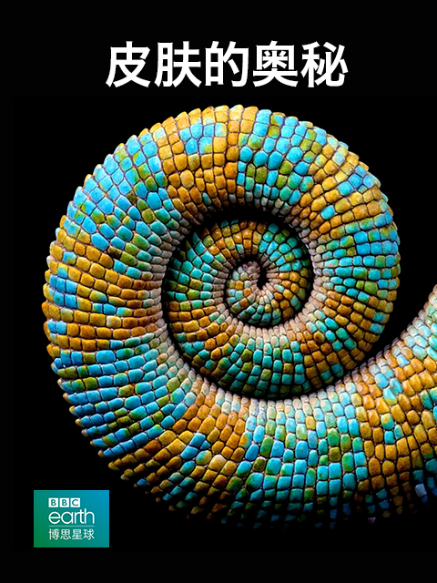 皮肤的奥秘封面图