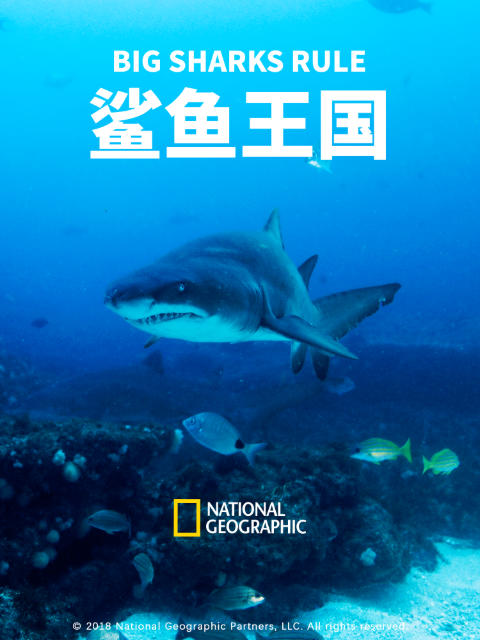 鲨鱼王国封面图