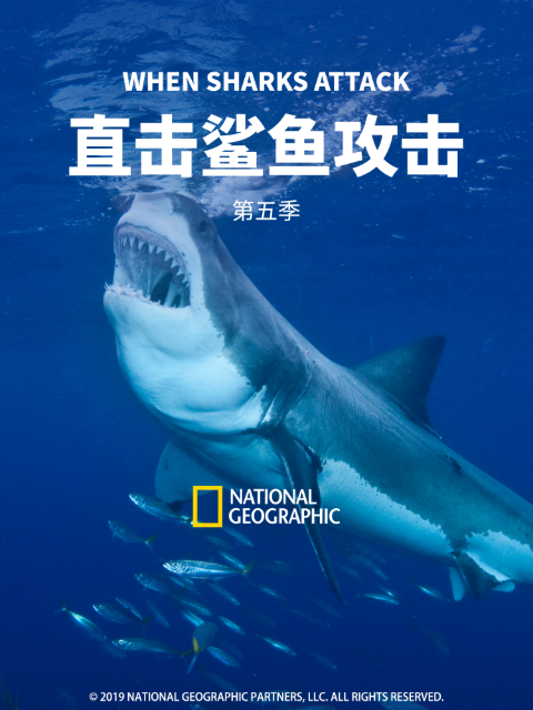 直击鲨鱼攻击 第五季封面图